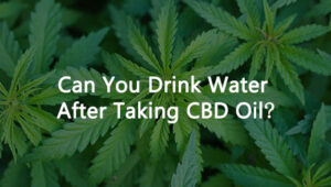 Can You Drink Water After Taking CBD Oil