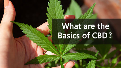 what are the basics of cbd